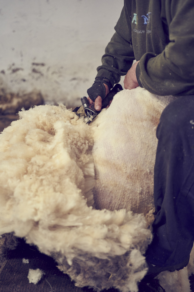 Ovecky-strihani_037.jpg