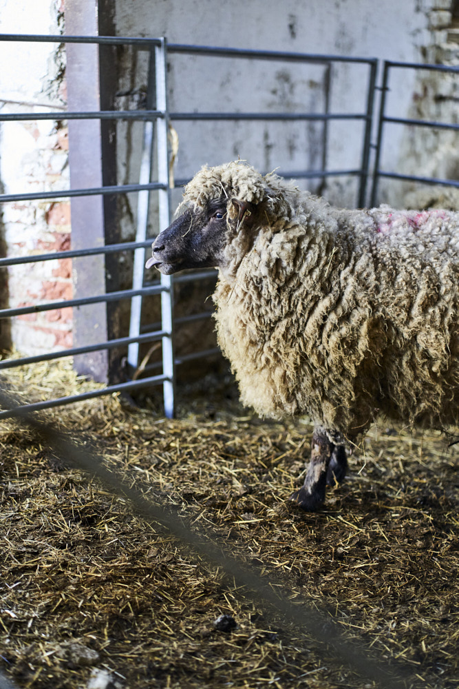 Ovecky_016.jpg